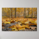 Autumn Floor Poster