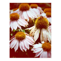 Autumn Flowers Postcard