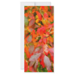Autumn foliage full color rack card