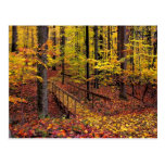 Autumn Footbridge,postcard postcards