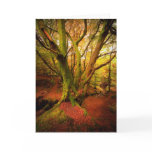 Autumn Forest Greeting Card