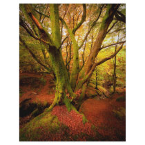 Autumn Forest Flyer