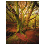 Autumn Forest Custom Letterhead