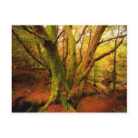 Autumn Forest Postcards