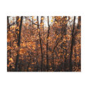 Autumn Glory postcards