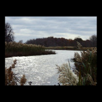 Autumn Grass posters