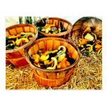 Autumn Harvest Pumpkins & Gourds Thanksgiving Postcards