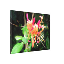 Autumn Honeysuckle ~ Canvas Print