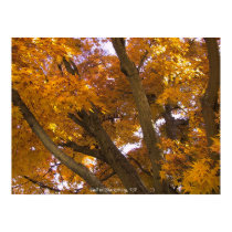 Autumn in Blacksburg, Virginia posters