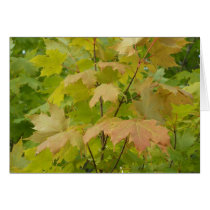 Autumn In Maine cards