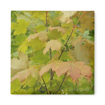 Autumn In Maine magnets by nmpics Autumn In Maine magnets