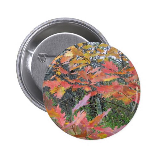 Autumn In Maine Pins