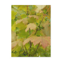 Autumn In Maine postcards by nmpics Autumn In Maine postcards
