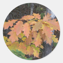 Autumn In Maine Round Sticker