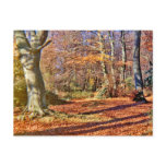 Autumn in the Woods, Sun Shining Postcards