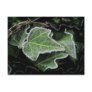 Autumn Ivy ~ postcard