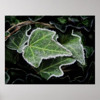 Autumn Ivy ~ print print
