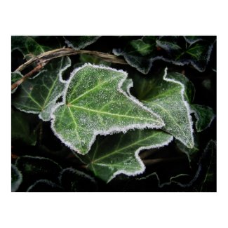 Autumn Ivy ~ print print