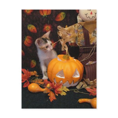 Autumn Kitten - Halloween / Thanksgiving Postcard by CatsEyeViewGifts