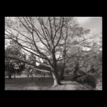 Autumn Landscape, Bute Park, Cardiff photography