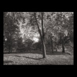 Autumn Landscape, Bute Park, Cardiff photography
