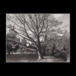 Autumn Landscape Bute Park Cardiff postcards