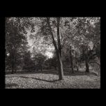 Autumn Landscape Bute Park Cardiff posters