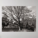 Autumn Landscape Bute Park Cardiff Poster
