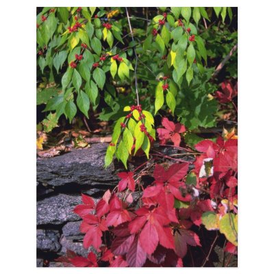 Autumn landscape, New England, U.S.A. Custom Flyer by beautifulclicks