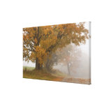 Autumn landscape, Vermont, USA 4 Gallery Wrapped Canvas