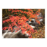 Autumn landscape, Vermont, USA 4 Photographic Print