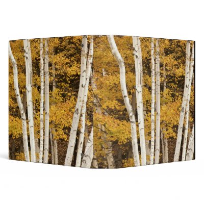 Autumn landscape, Vermont, USA 3 Ring Binders by danitadelimont