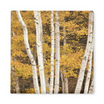 Autumn landscape, Vermont, USA Magnets