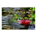 Autumn Leaf1683 posters by tompurse Autumn Leaf1683 posters