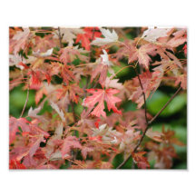 Autumn Leaf 10 x 8 Photographic Print