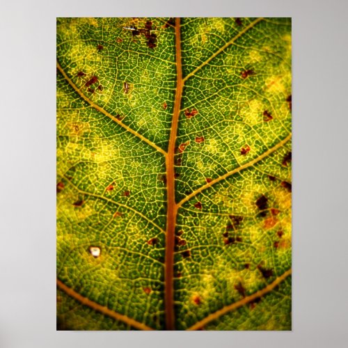 Autumn leaf 3 print