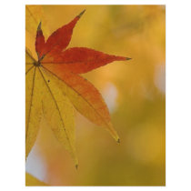 Autumn Leaf letterhead