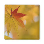 Autumn Leaf Magnet