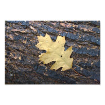 Autumn leaf photo