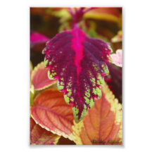 Autumn Leaf Photo Print
