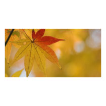 Autumn Leaf Custom Photo Card