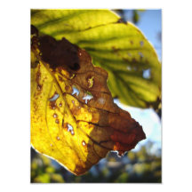 autumn leaf photographic print