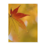 Autumn Leaf Postcards