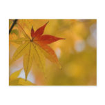 Autumn Leaf Post Cards
