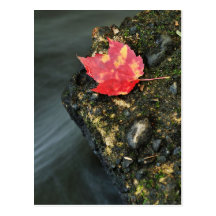 Autumn Leaf Postcard