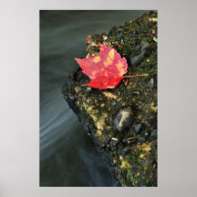 Autumn Leaf Posters