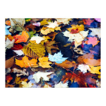 Autumn Leave On Pond posters