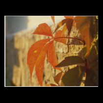 Autumn leave  Postcard postcards