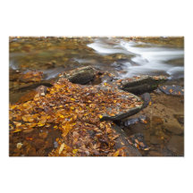 Autumn leaves along Looking Glass Creek in the Photographic Print