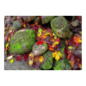 Autumn leaves and field stones,poster posters by GinaSignore Autumn leaves and field stones,poster posters